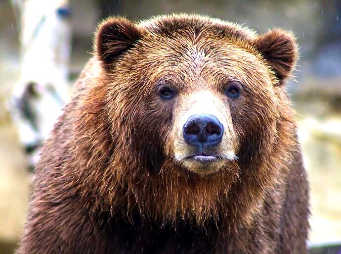EU LIFE DinPin Bear: Амбициозен ЕУ проект за зачувување на кафеавата мечка во Динарско-Пиндскиот регион