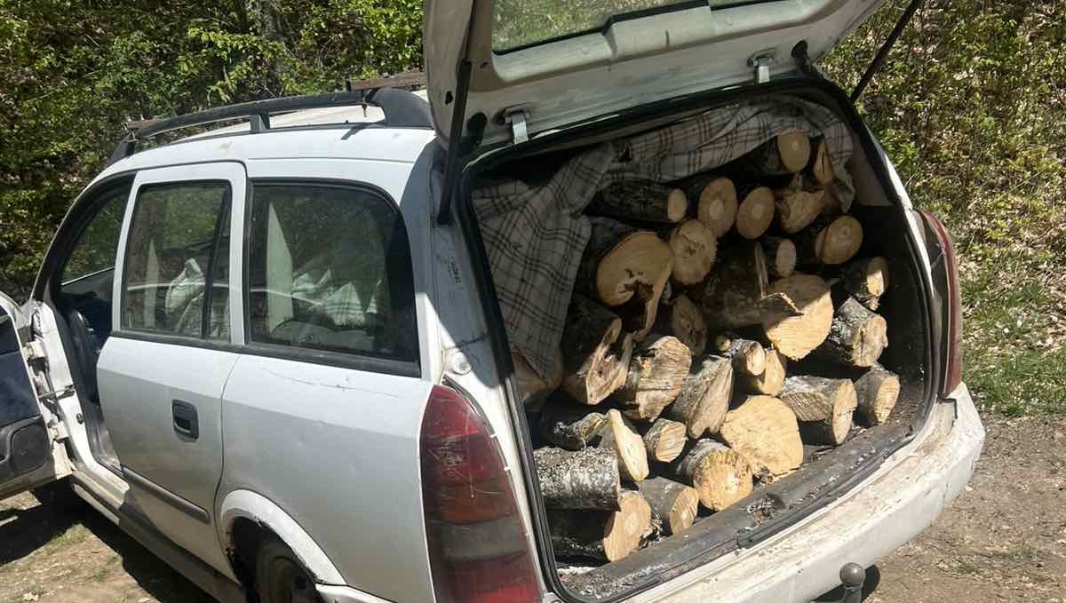 Лишен од слобода дрвокрадец од скопско 