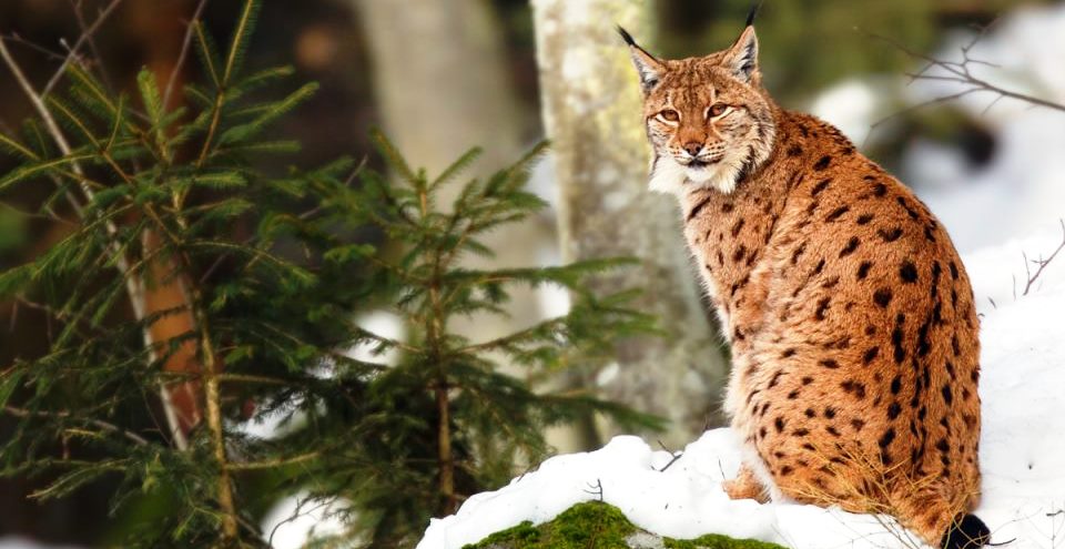 Изложба реализирана во рамки на Програмата за закрепнување на балканскиот рис