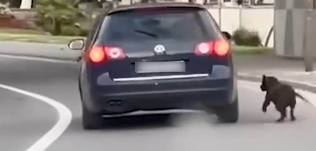 Кривична пријава за мачење животни