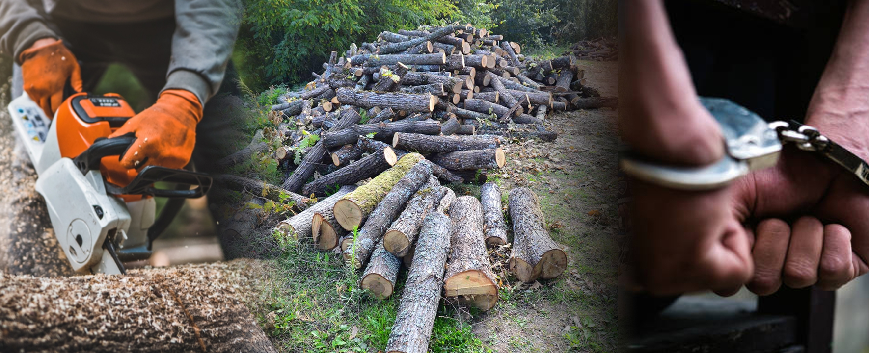 Лишени од слобода дрвокрадци во општина Долнени