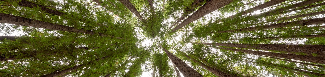 Lorem ipsum dolor sit amet, consectetur adipiscing elit.