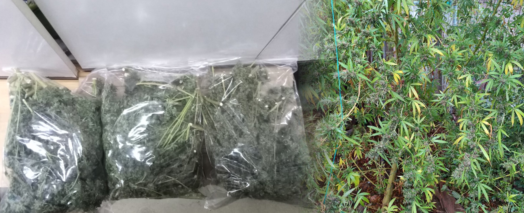 Raid in Bogdanci, drugs found, one person detained