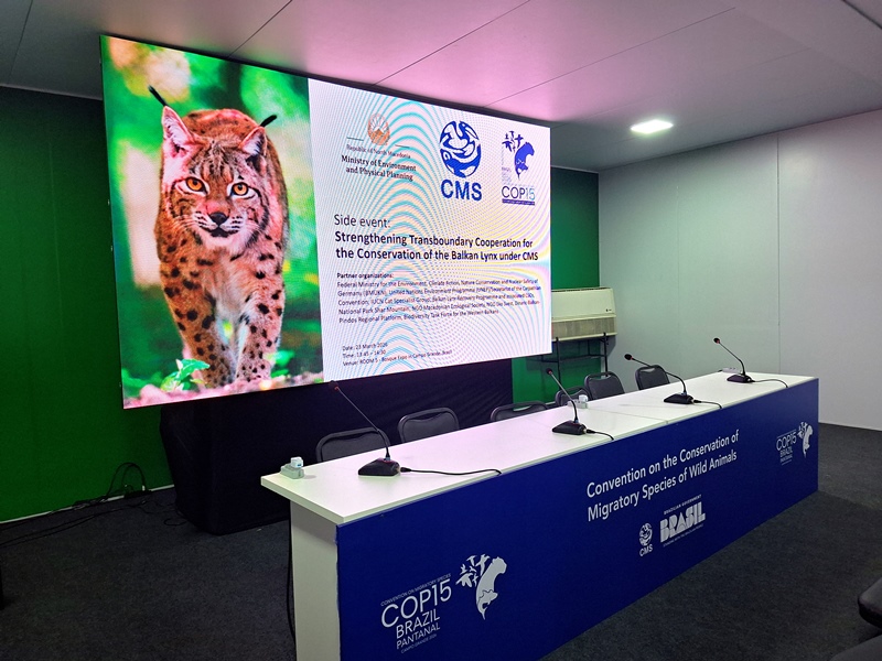 Усвоена Регионалната стратегија за зачувување на Балканскиот рис